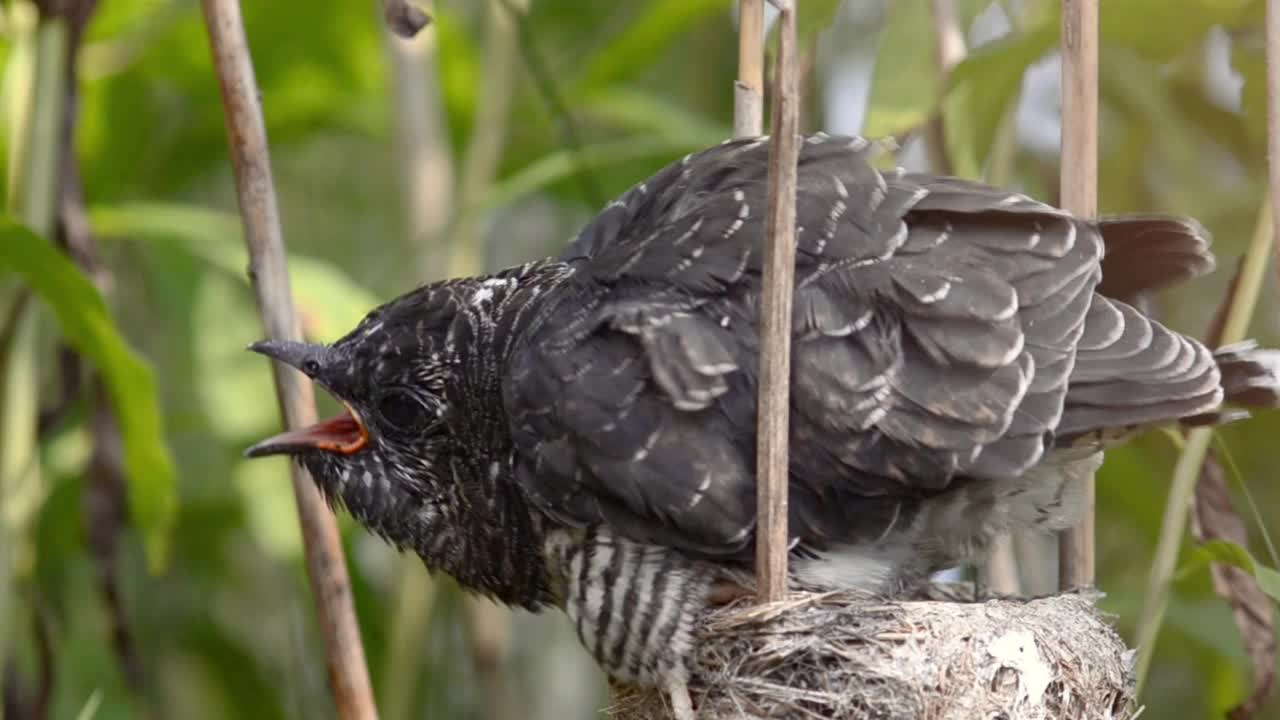 欧亚苇莺(Acrocephalus scirpaceus)在巢中喂养灰色杜鹃雏鸟(Cuculus canorus)。视频下载