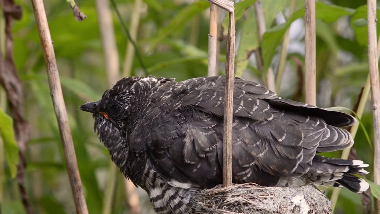 欧亚苇莺(Acrocephalus scirpaceus)在巢中喂养灰色杜鹃雏鸟(Cuculus canorus)。视频下载