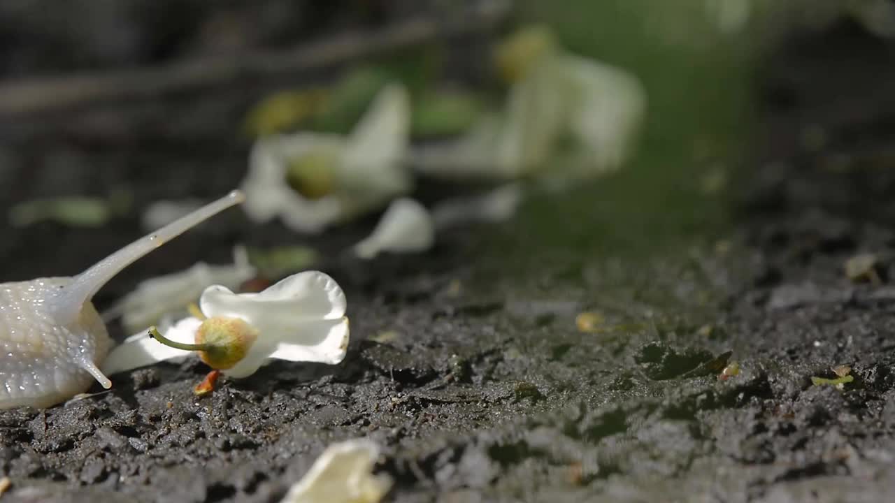 春天森林地面上缓慢移动的蜗牛。视频素材