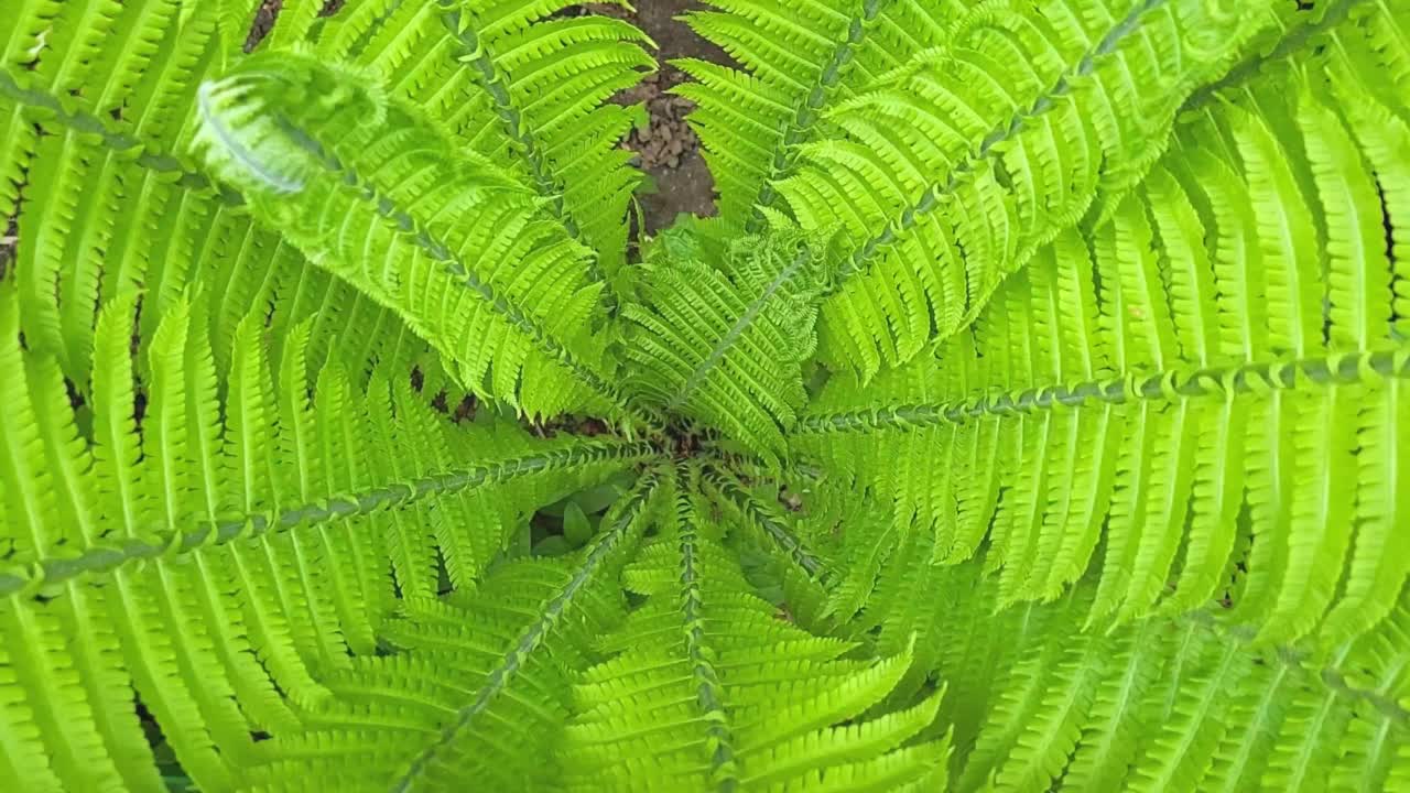 蕨属是一种蕨类植物，俗称鸵鸟蕨、蕨类或毽子蕨。视频素材