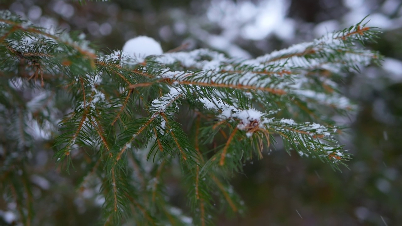 一棵天然圣诞树的树枝和雪地里的一根针的特写视频素材