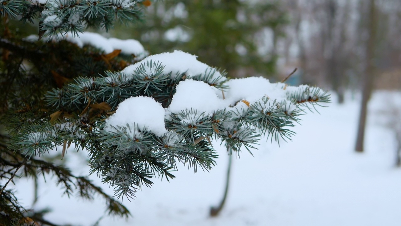 特写自然云杉树枝和雪中的针在慢动作。视频素材