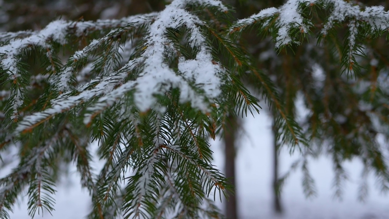 雪花落在一根天然的云杉树枝上，在雪中慢动作地像针一样视频素材