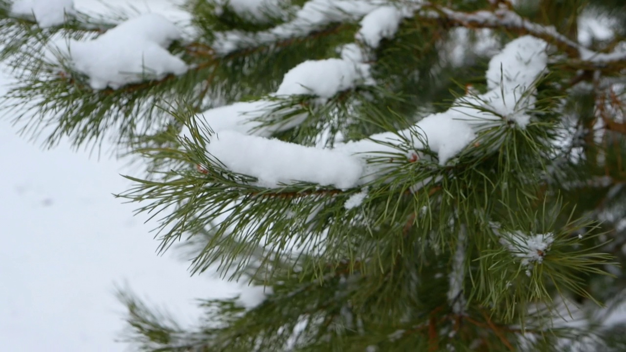 美丽的松枝在自然的雪。冬天的松树视频素材