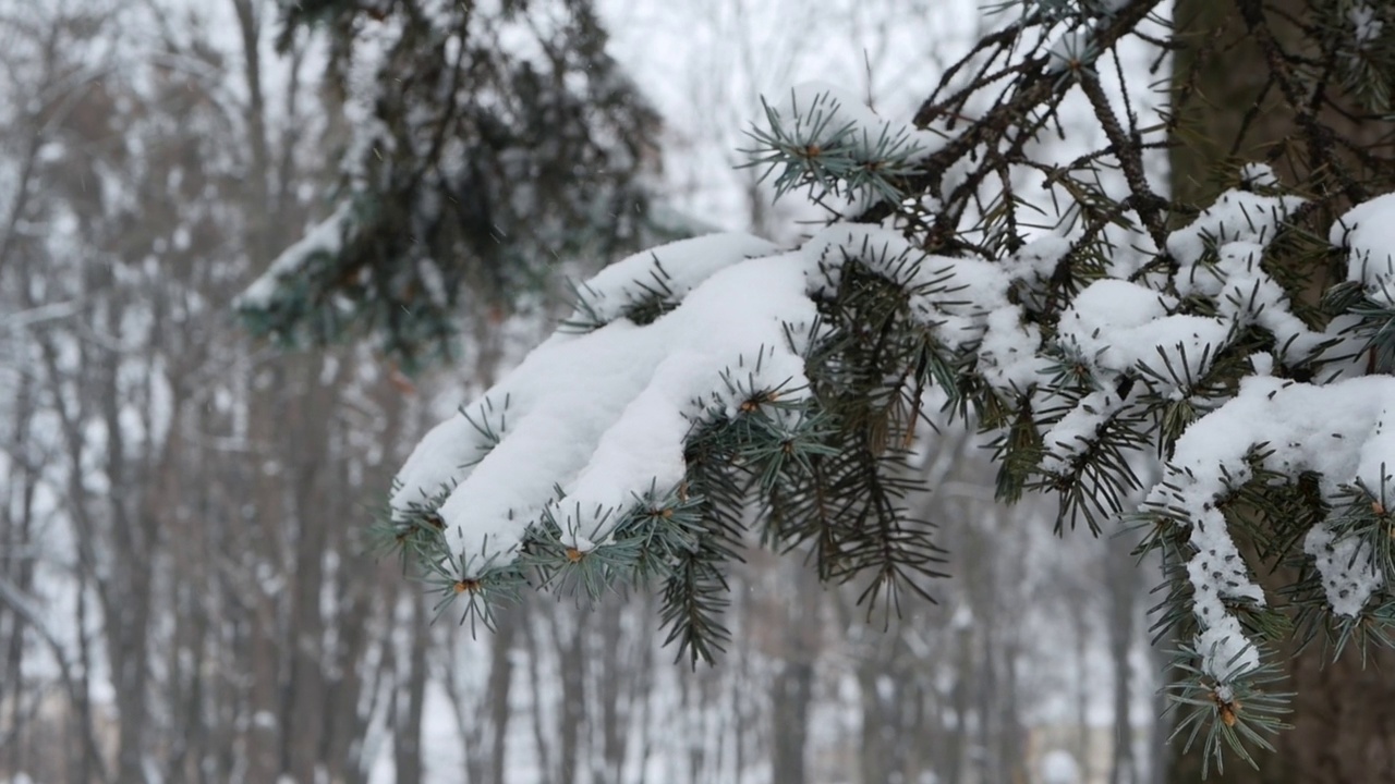 美丽的树枝上覆盖着雪。视频素材