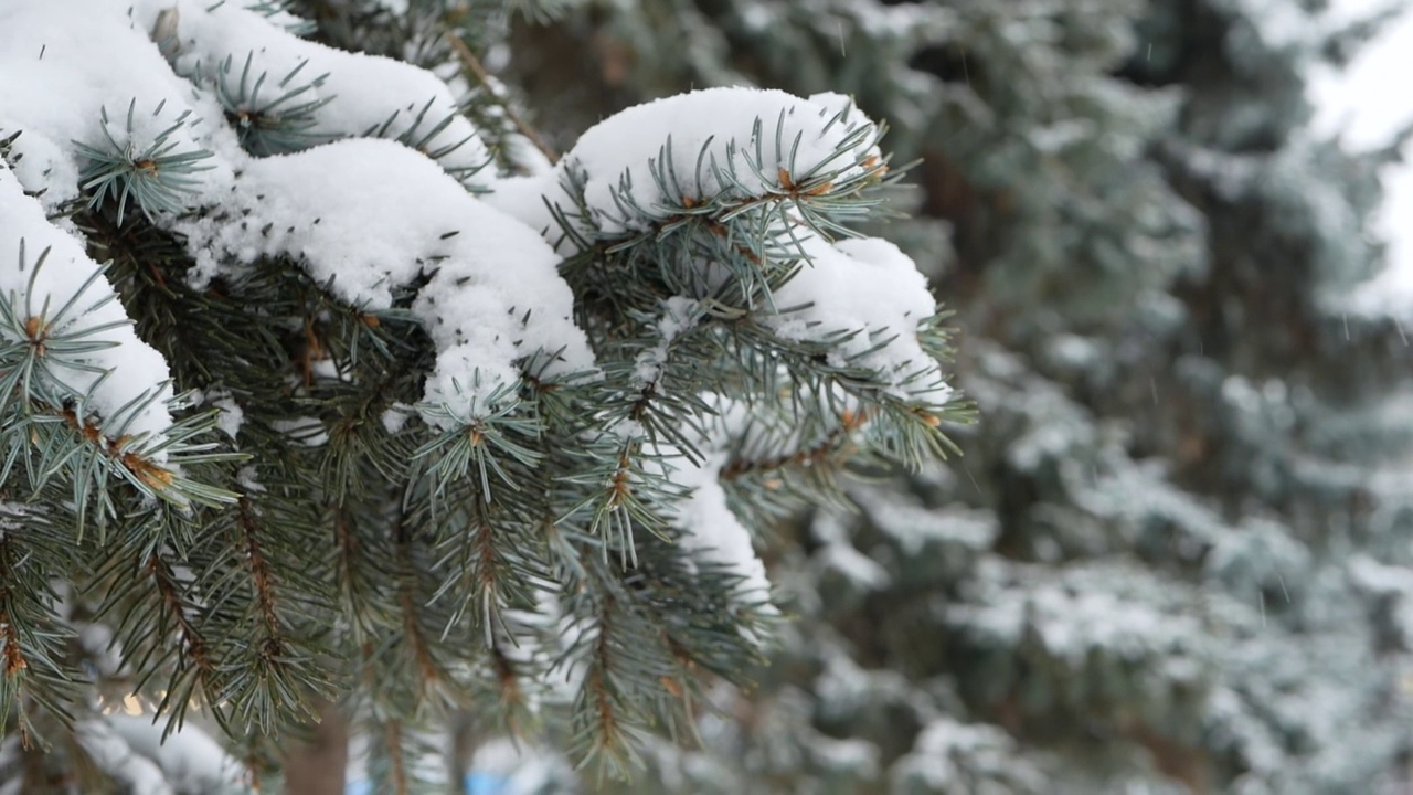 雪花落在云杉树枝上的特写。慢动作冬季背景与雪覆盖的树视频素材