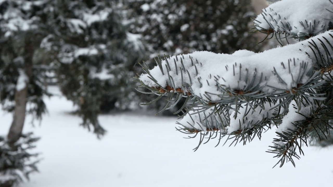 美丽的冬季背景与雪花在森林的背景云杉枝视频素材