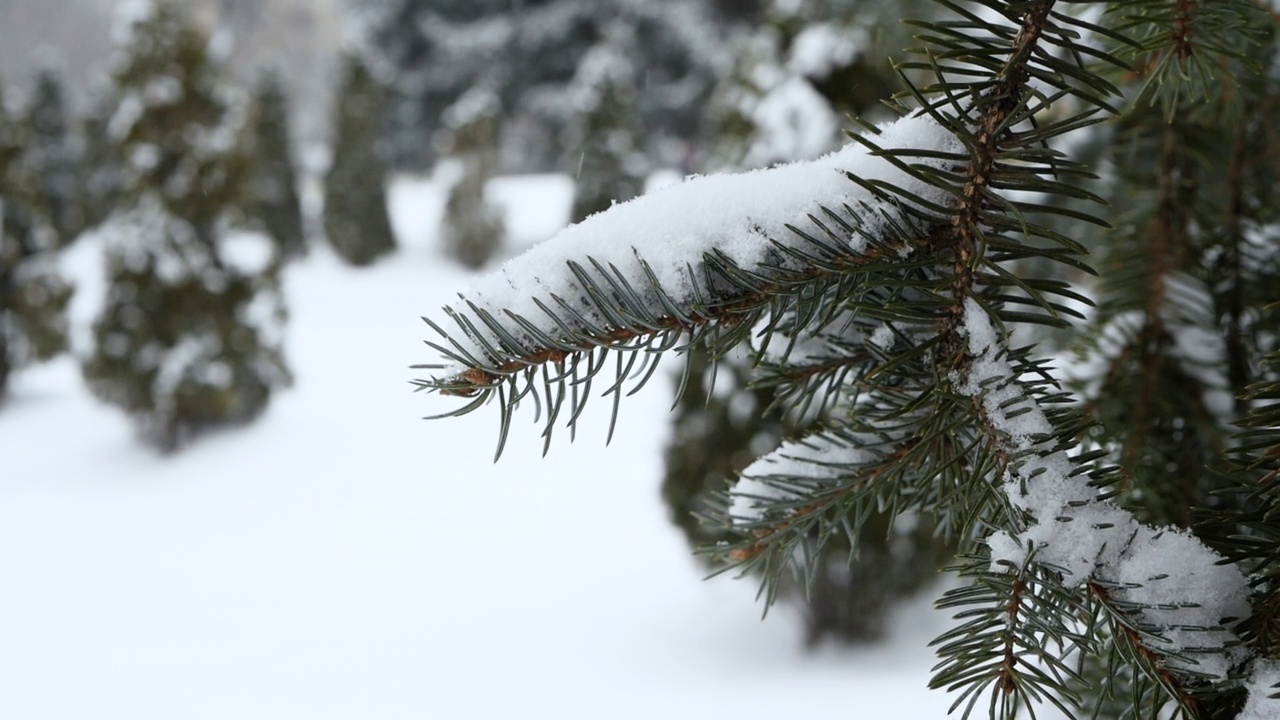 雪花落在森林里的云杉枝上。美丽的雪景和森林背景上的一棵树视频素材