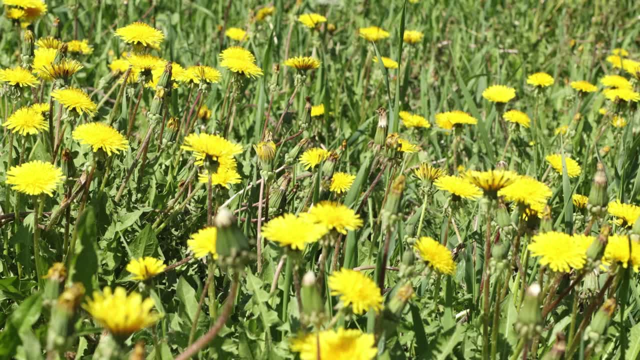 野生黄色的蒲公英，春天的风景与蒲公英和微风。视频素材