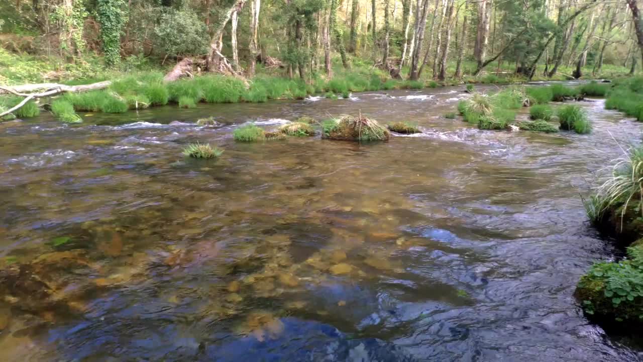 河流上的天然泉水生态系统视频素材