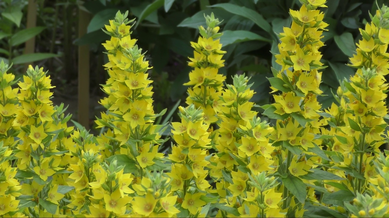 黄色的莲属花(拉丁语莲属)或花园莲属花视频素材