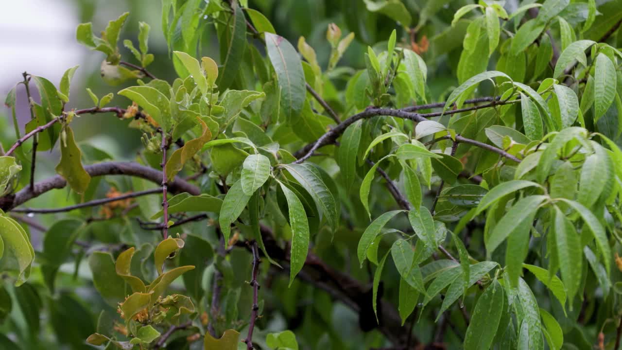 雨后，树上的绿叶被雨滴覆盖。视频素材