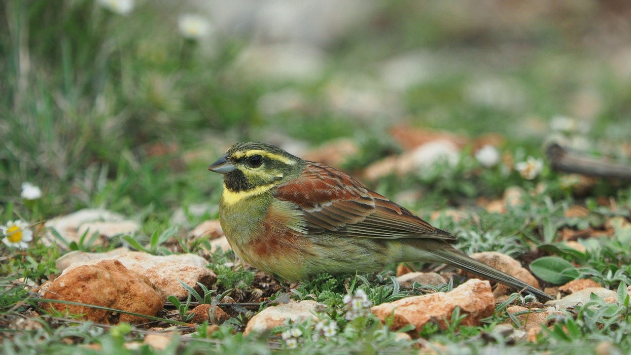 特写鸟类的品种Cirl Bunting (Emberiza cirlus)吃种子在树干上。视频素材