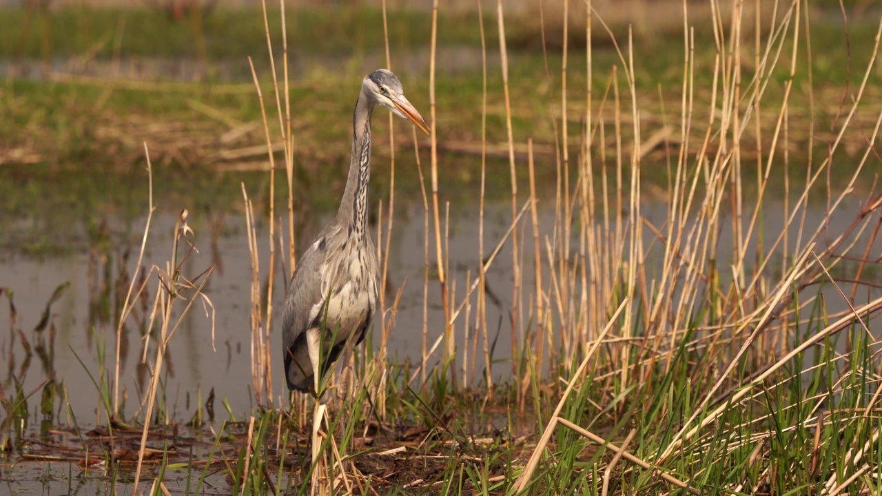 一只灰苍鹭(Ardea cinerea)在湿地中狩猎视频素材