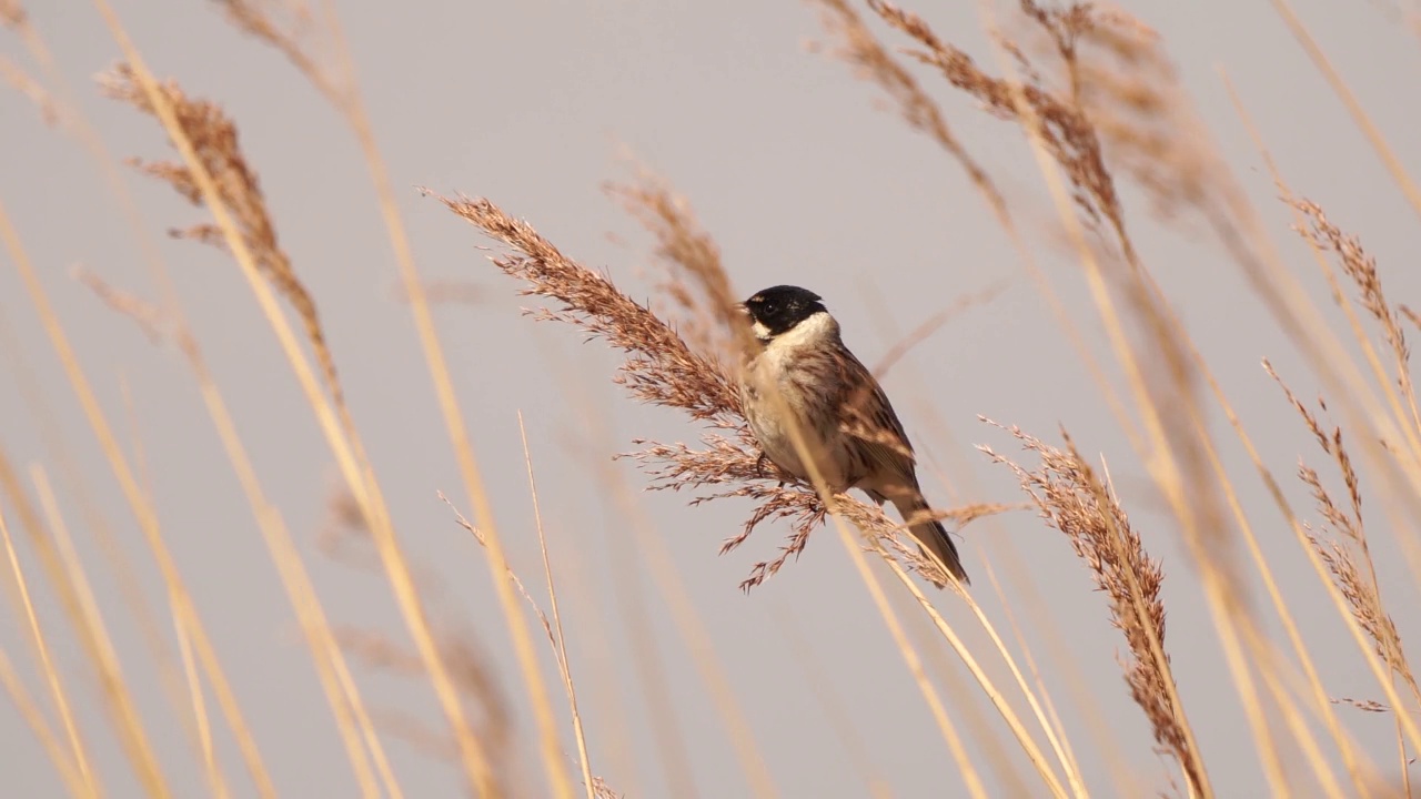 一只雄性Reed Bunting (Emberiza schoeniclus)在芦苇羽毛的顶端唱歌视频素材