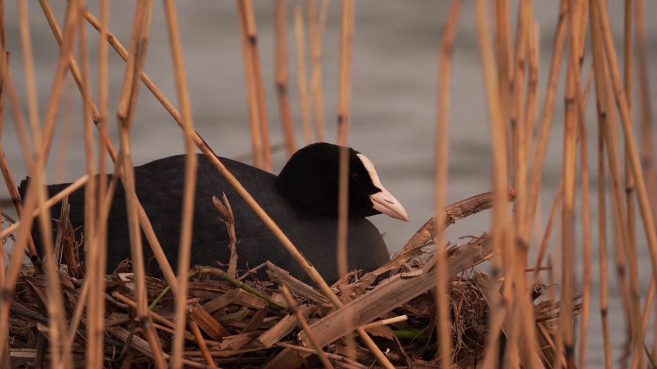 一只白骨顶(Fulica atra)坐在芦苇中的巢上视频素材