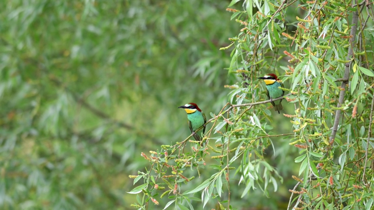 一对蜂虎(Merops apiaster)落在树枝上。鸟在飞行中。视频素材