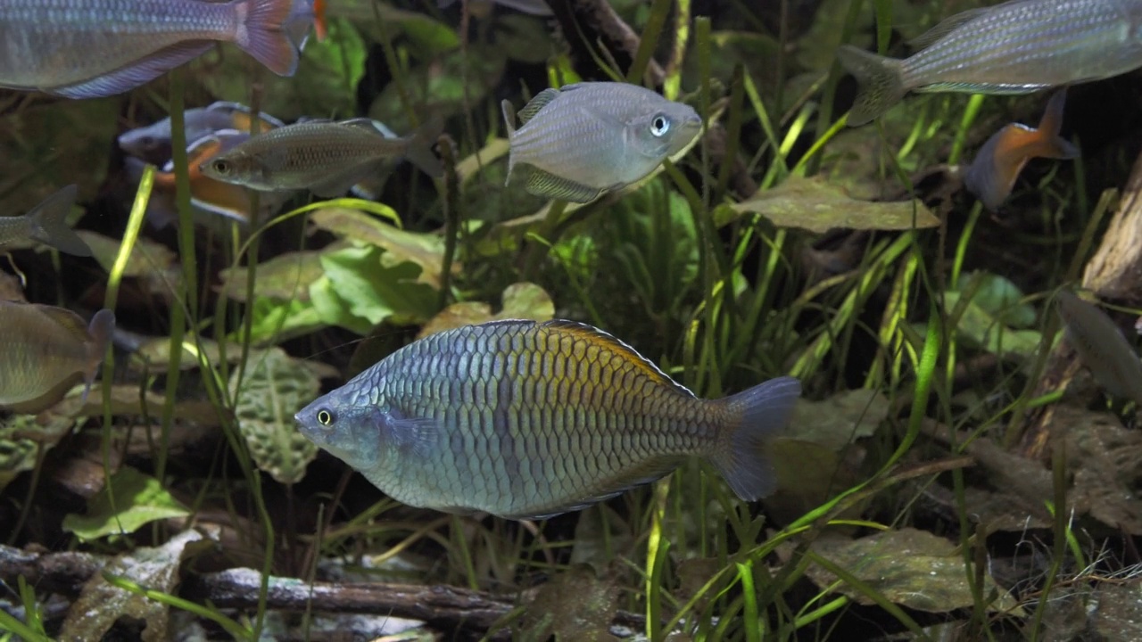 水族馆里的异国热带鱼视频素材