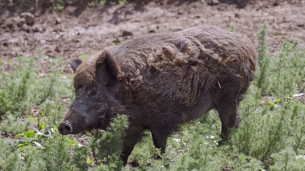 草中野猪(Sus scrofa)视频素材