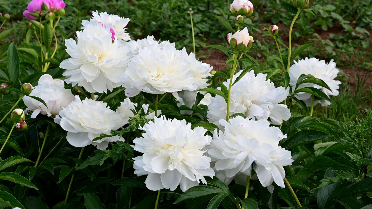 花田里的白色牡丹视频素材