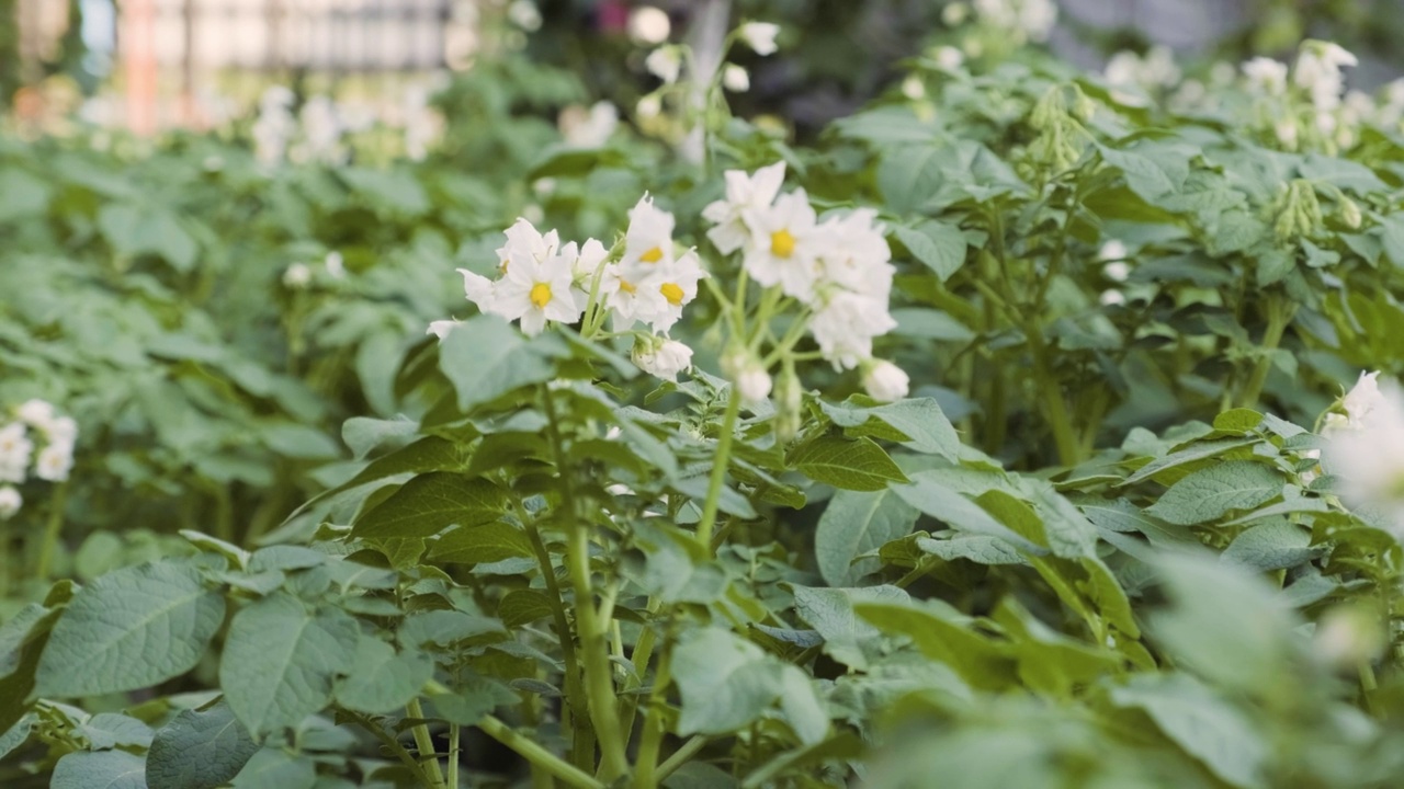 盛开的马铃薯灌木由蜜蜂和大黄蜂授粉。后院的马铃薯花特写视频素材