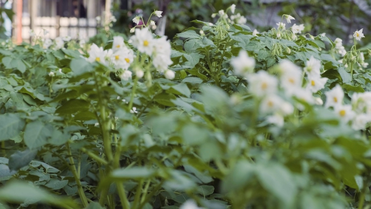盛开的马铃薯灌木由蜜蜂和大黄蜂授粉。后院的马铃薯花特写视频素材
