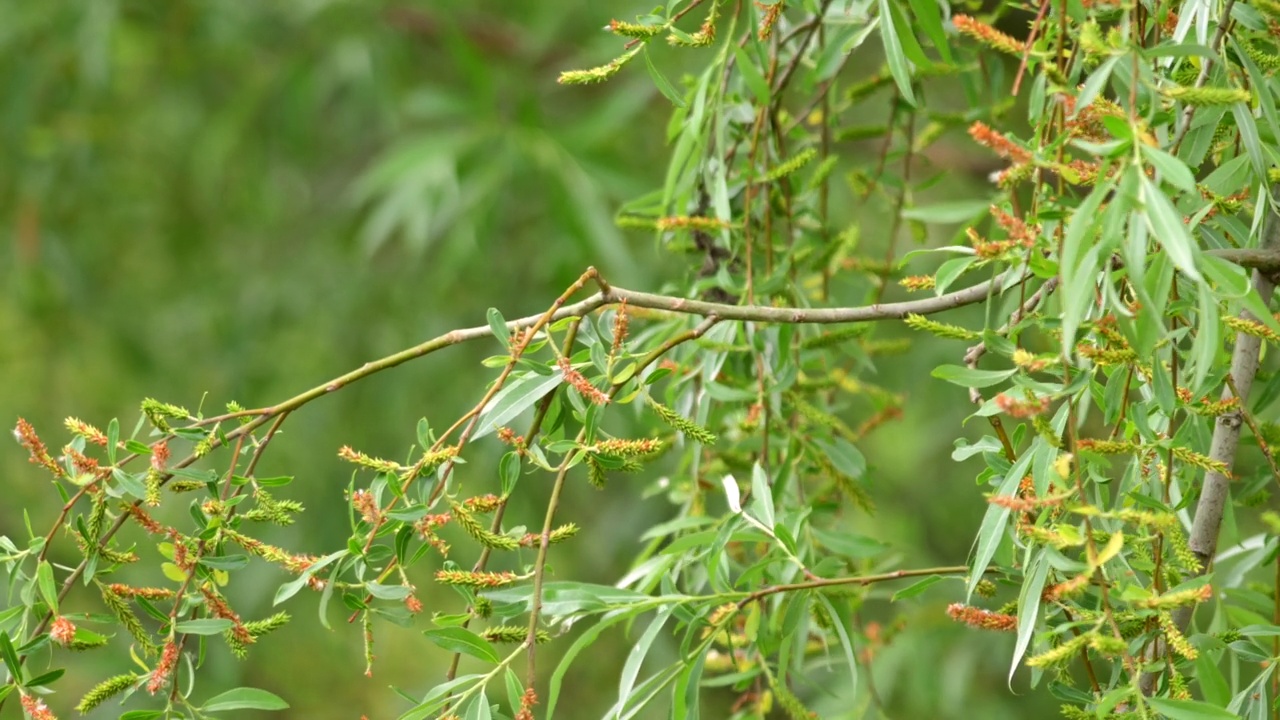 雨后栖息在树枝上的欧洲食蜂鸟(Merops apiaster)。视频素材