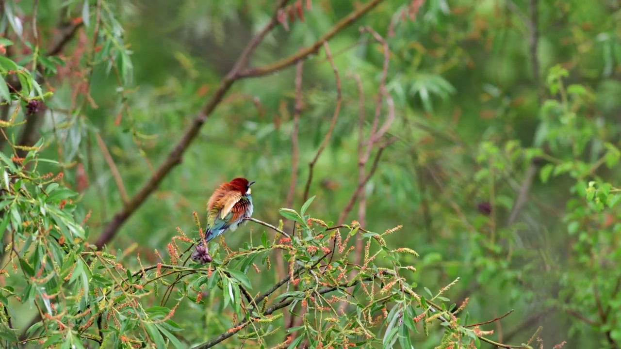 一场大雨后栖息在树枝上的罕见食蜂鸟(Merops apiaster)。鸟是浸泡。视频素材