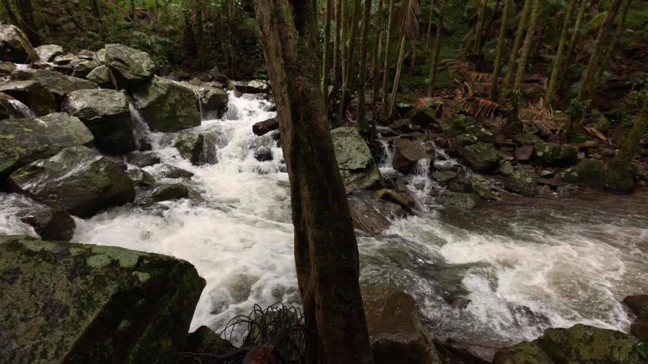 美丽的热带雨林流视频素材