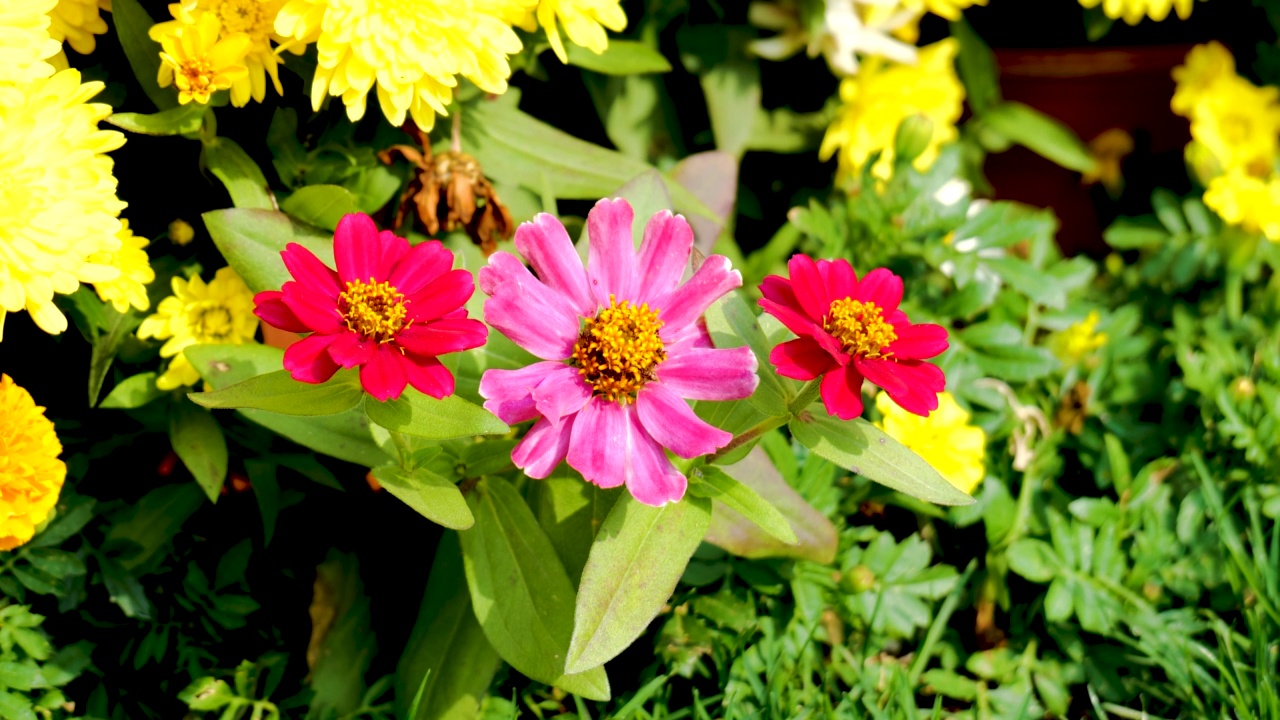 花卉花园里的花/韩国视频素材