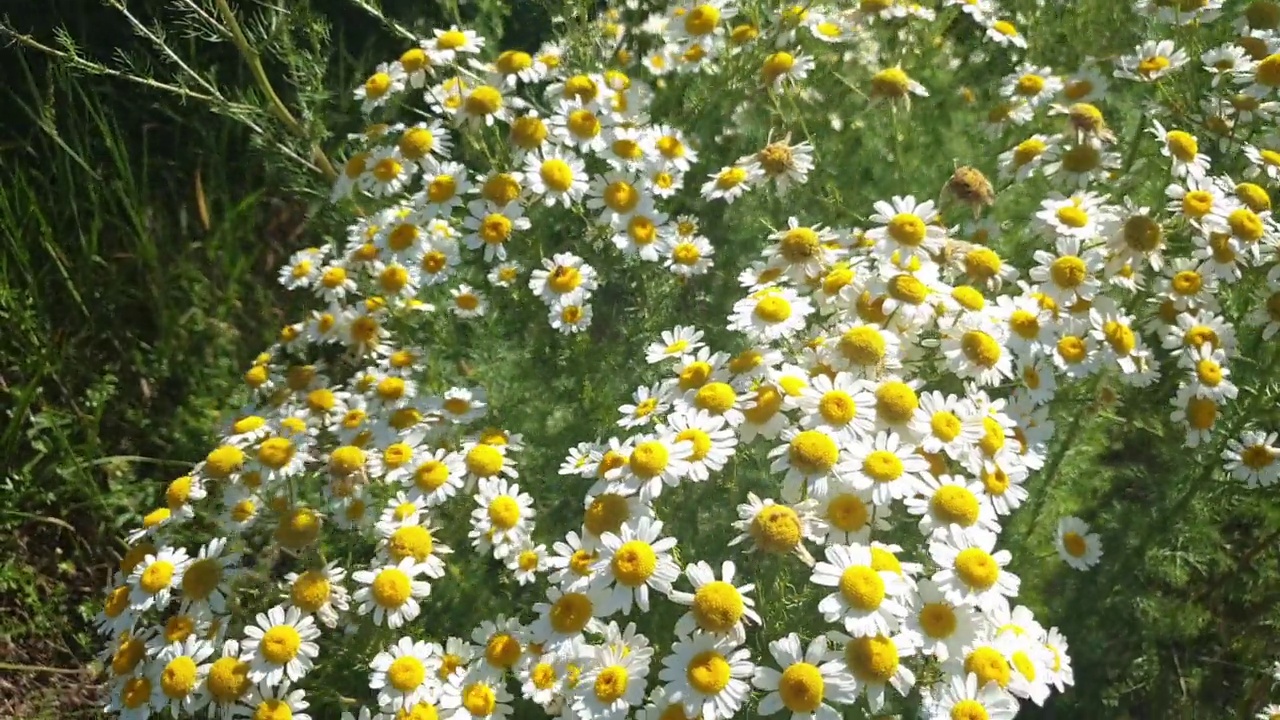 在草本植物和野花间穿梭，在草地上漫步。视频素材