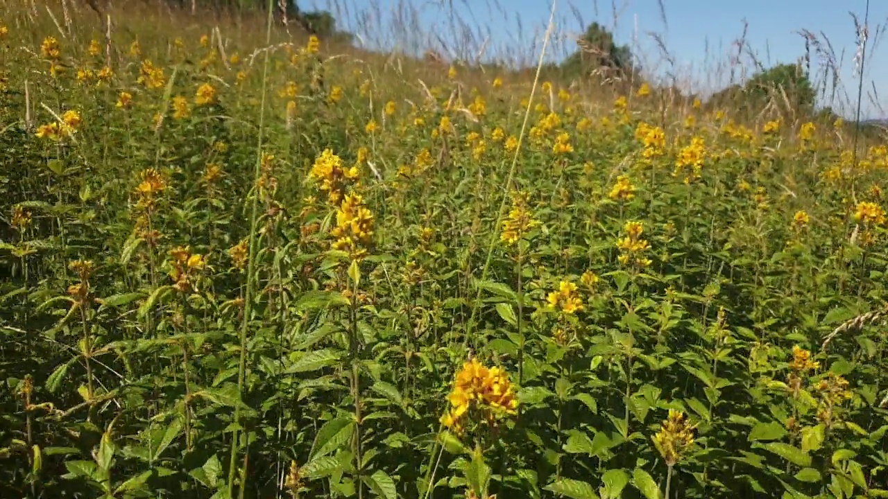 在草本植物和野花间穿梭，在草地上漫步。视频素材