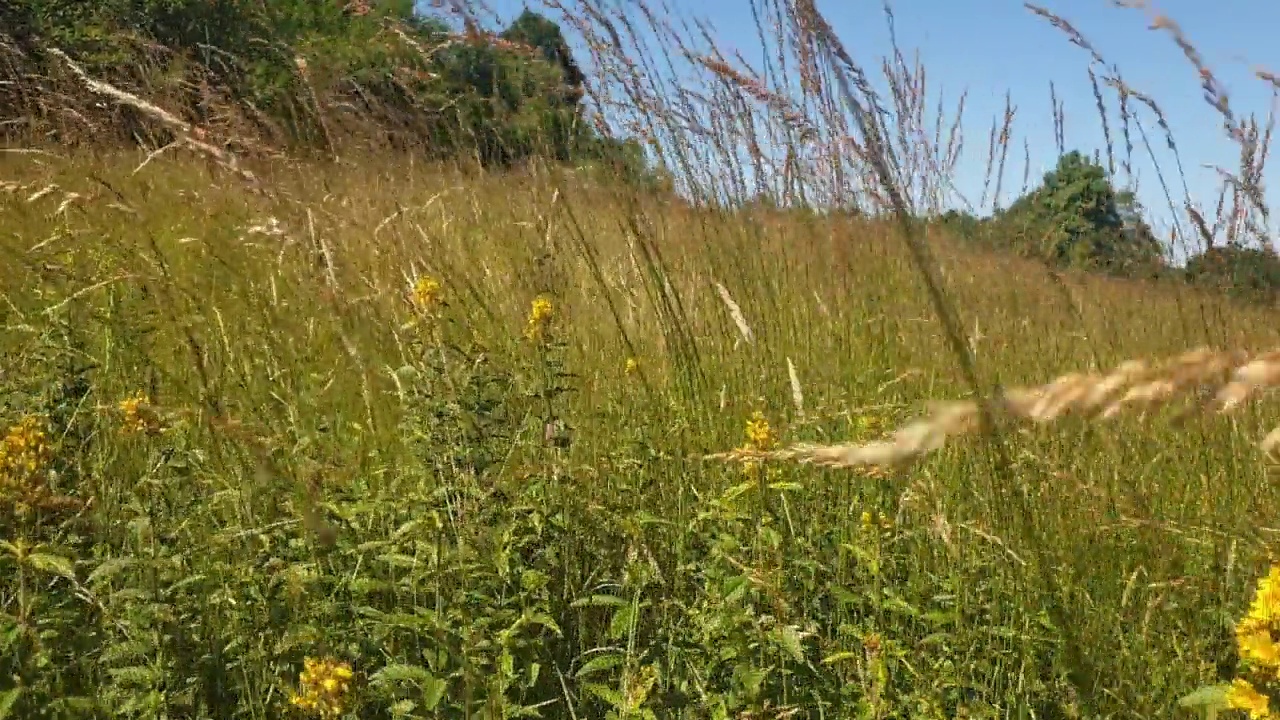 在草本植物和野花间穿梭，在草地上漫步。视频素材