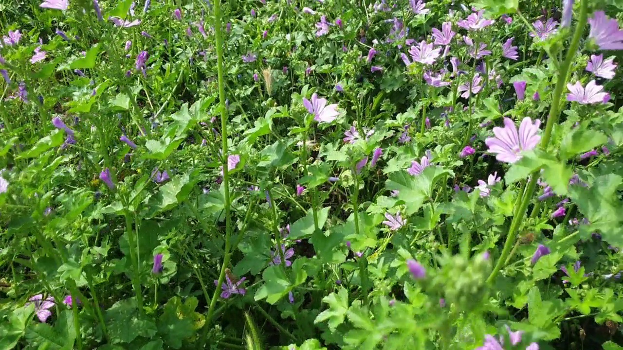 在草本植物和野花间穿梭，在草地上漫步。视频素材