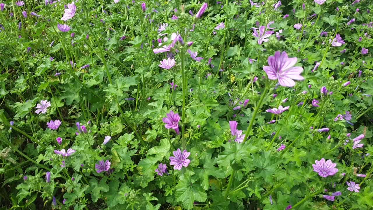 在草本植物和野花间穿梭，在草地上漫步。视频素材