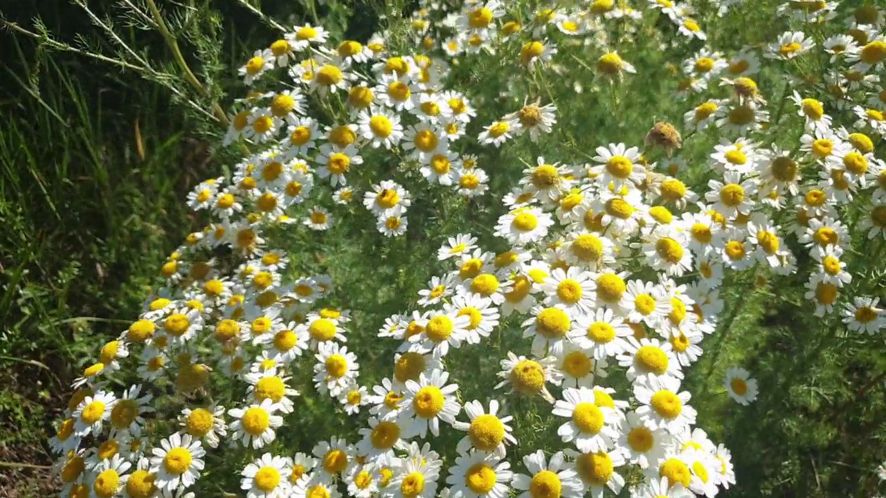 在草本植物和野花间穿梭，在草地上漫步。视频素材