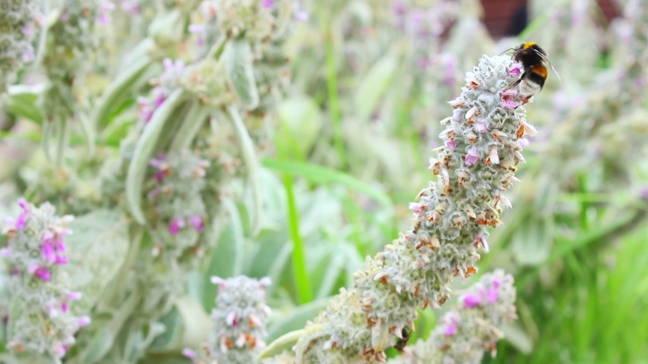 大黄蜂为花授粉视频素材