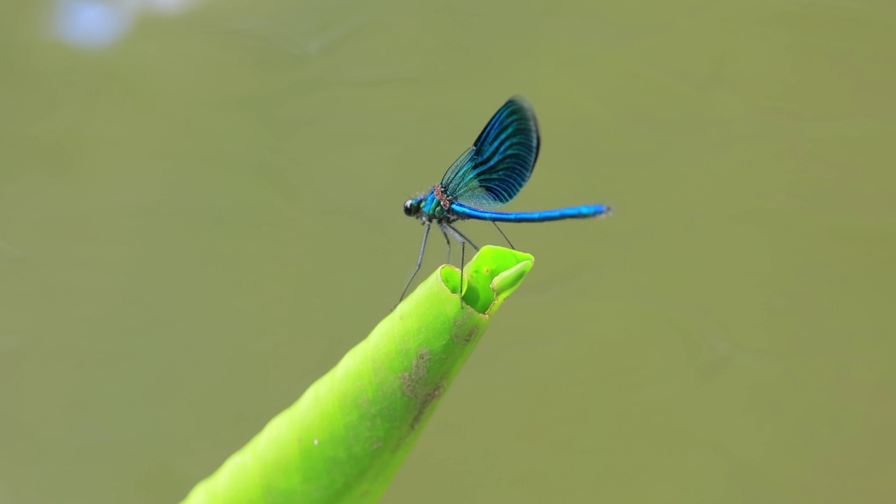 美丽的处女座凤仙鸟(Calopteryx virgo)是一种欧洲豆娘，属于凤仙鸟科。它经常在水流湍急的水域发现，那里是它最自在的地方。视频素材