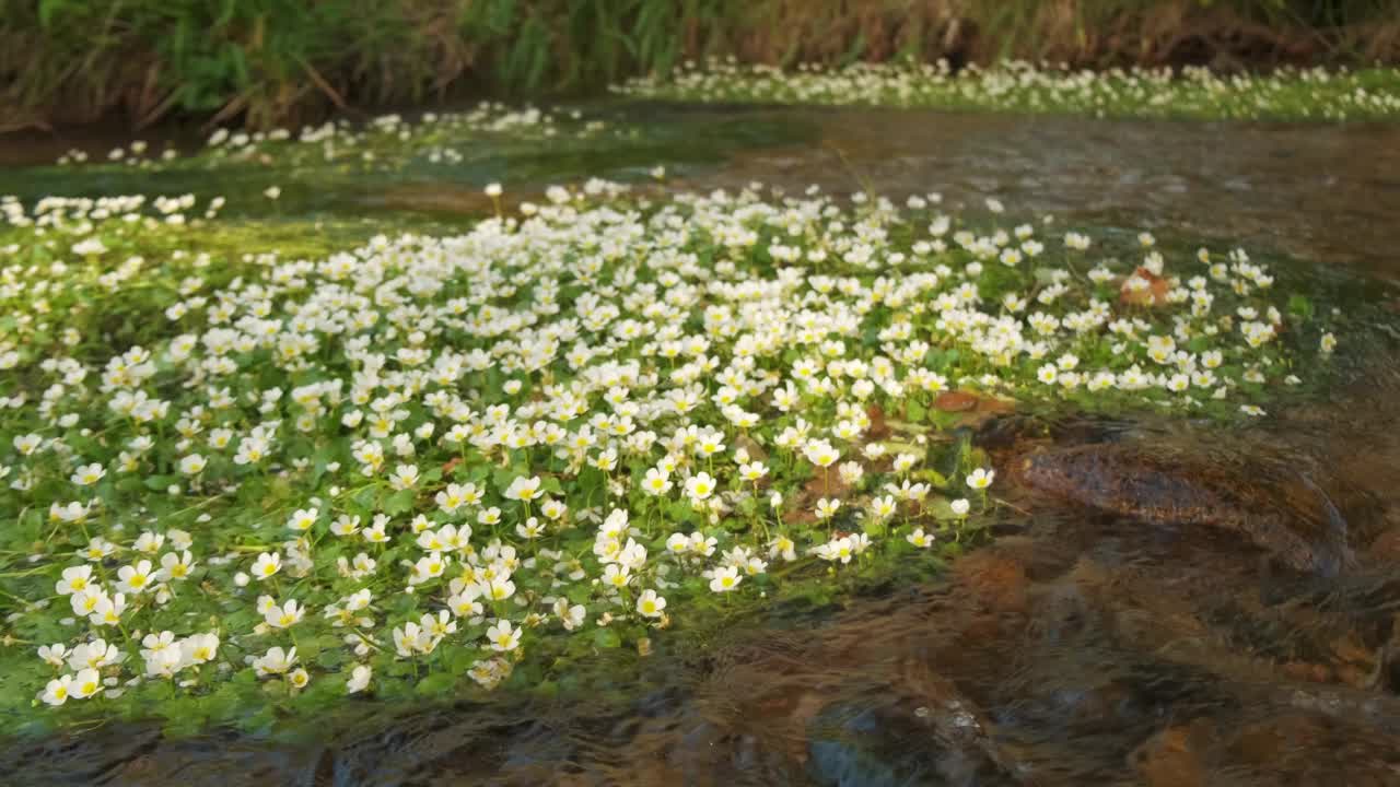 乌鸦脚河植物移动在河水的慢动作4K视频素材