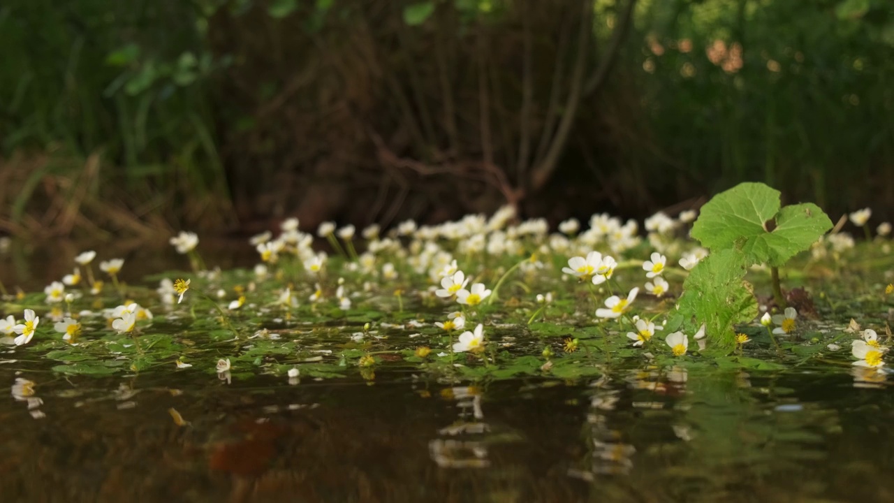 低镜头的鸦脚河植物在山上的河水在慢动作4K视频素材