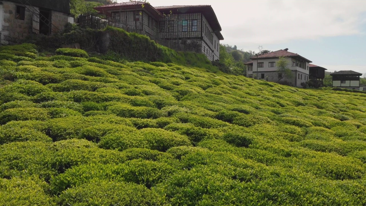 飞过土耳其黑海的茶园视频素材