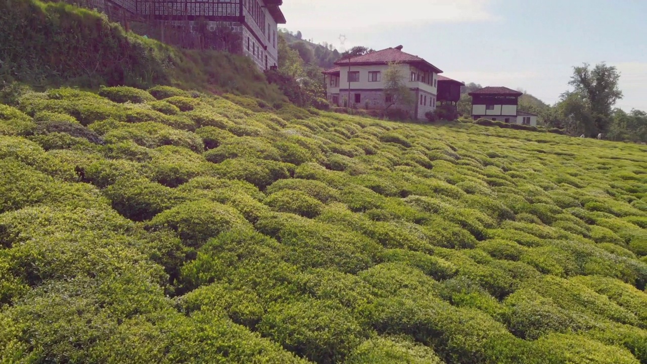 飞过土耳其黑海的茶园视频素材