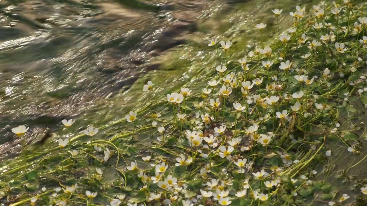 鸦脚河植物移动在流动的山河水在慢动作4K视频素材