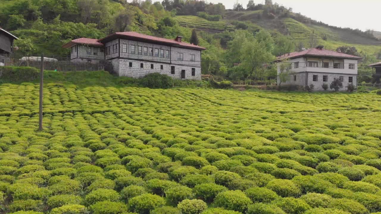 飞过土耳其黑海的茶园视频素材