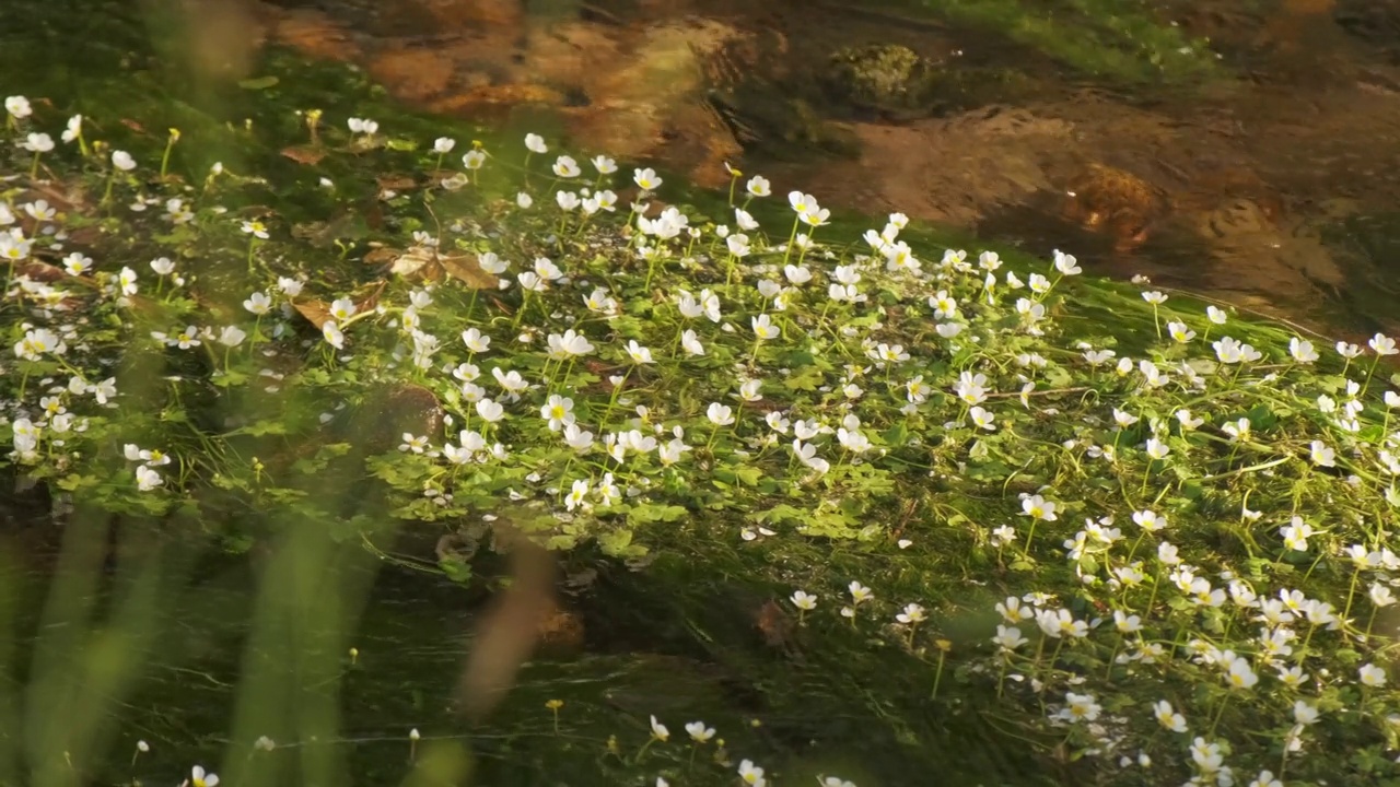 和平的镜头乌鸦脚河植物与昆虫在河的水在慢动作4K视频素材