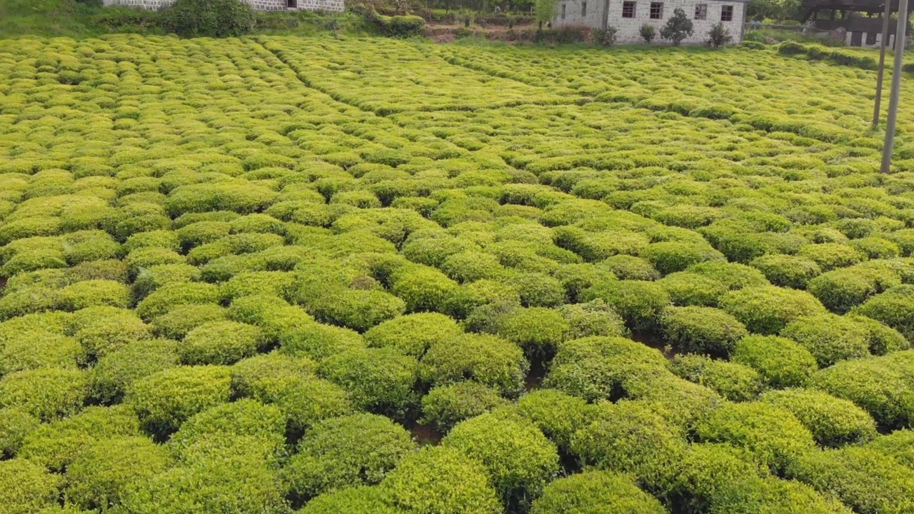 飞过土耳其黑海的茶园视频素材