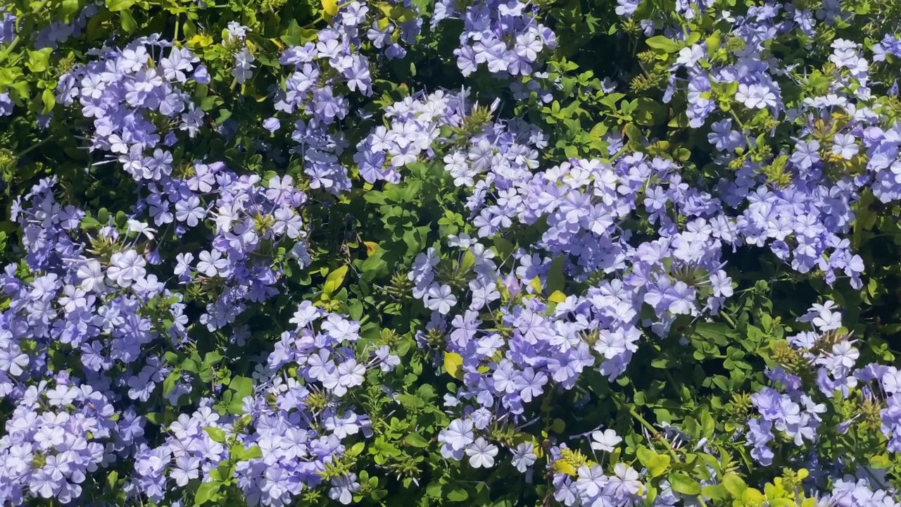 浅蓝色的花朵视频素材