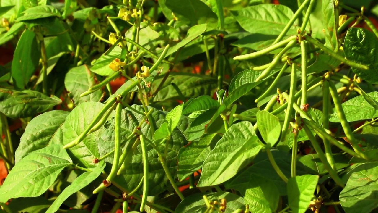 种植青芒果豆，收获绿豆菜园，绿豆农业背景，收获绿豆视频素材