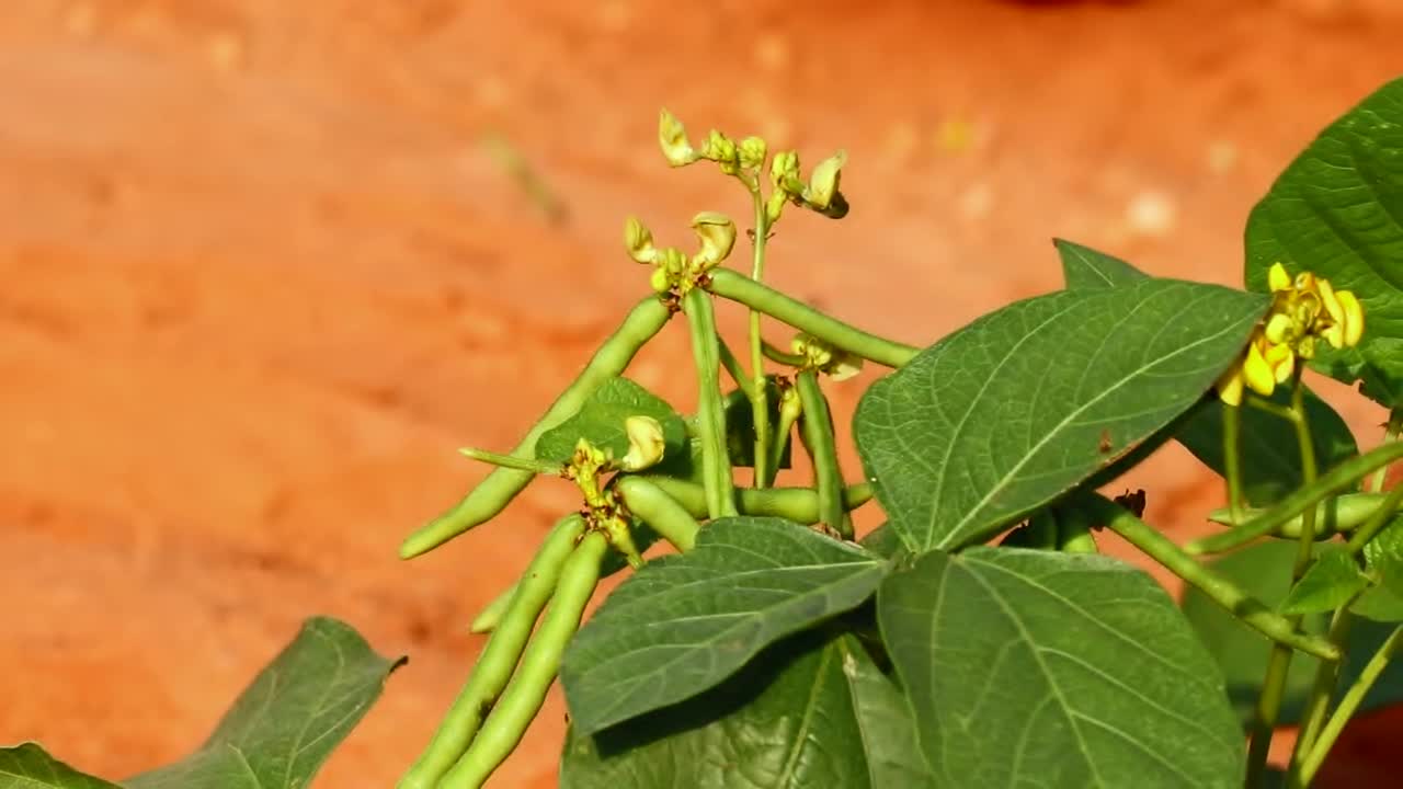 在东南亚和印度种植月豆，栽培月豆植物，农业概念视频素材