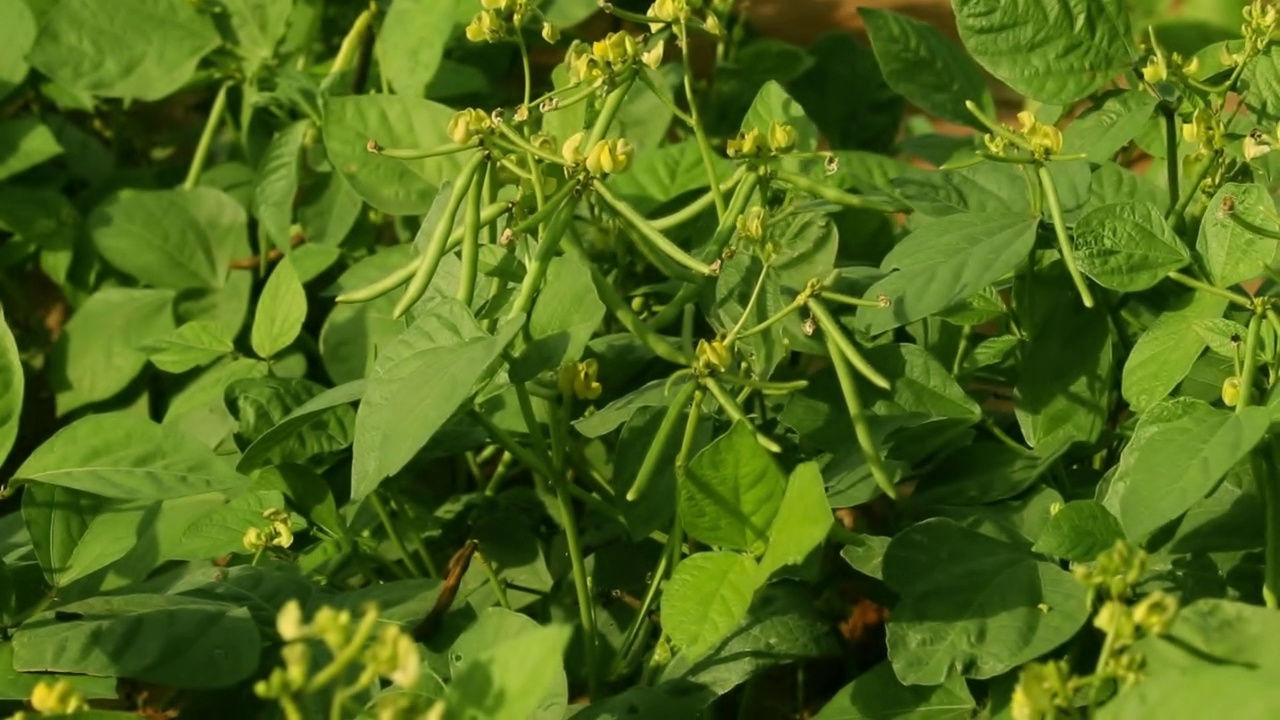 在花园里收获绿色新鲜的豆子，在印度古吉拉特邦种植一束生的月亮豆，绿豆，绿豆，辐射豇豆，绿色月亮的农业概念视频素材